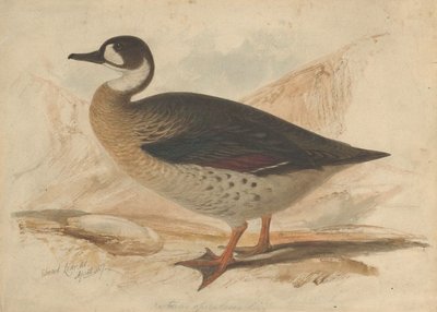 Bronze-Winged Duck by Edward Lear